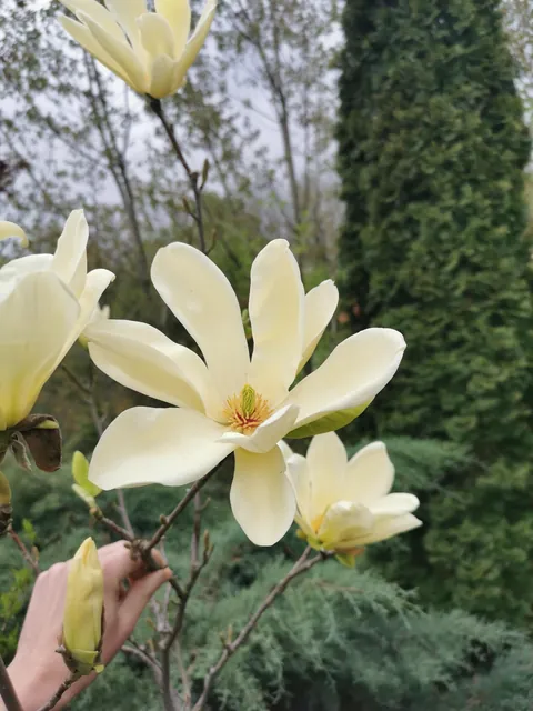 Magnolias in my Serbian garden