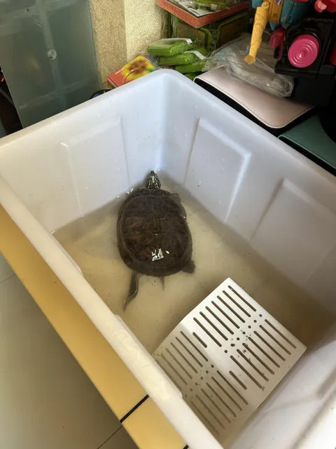 How my aunt’s ex bf keeps his turtle…