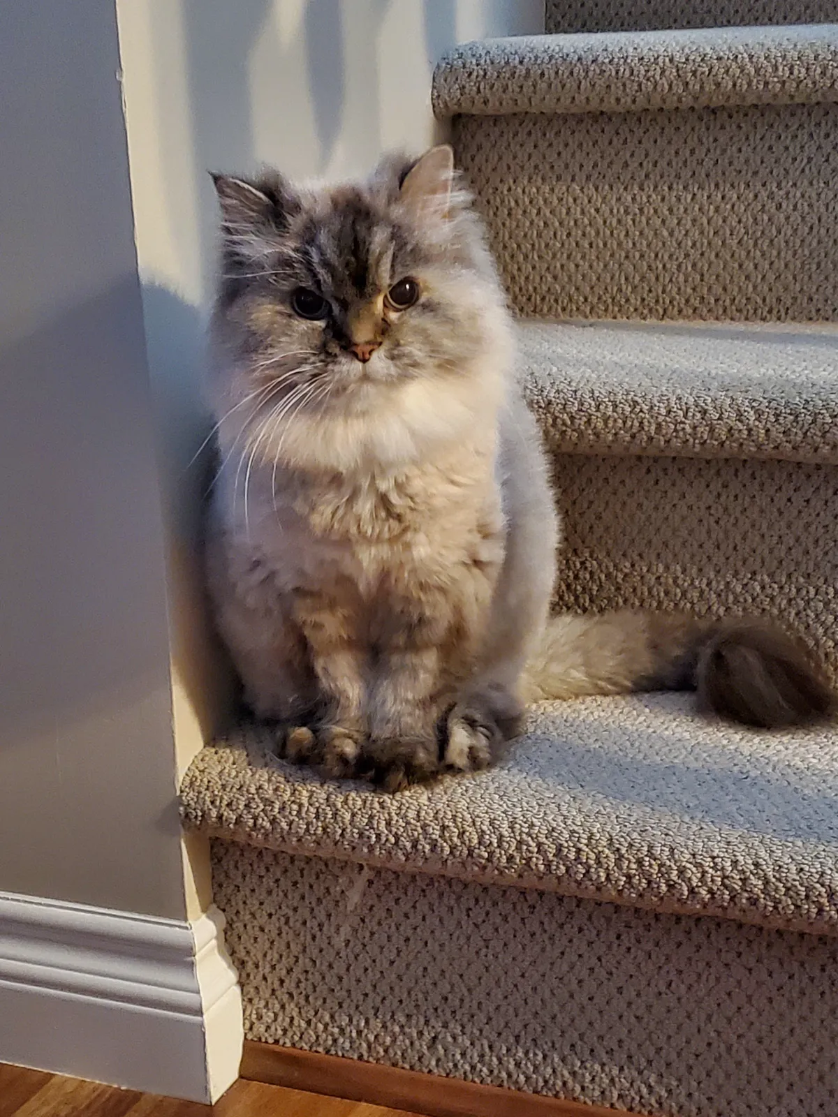 My 16 year old cat Whiskey 