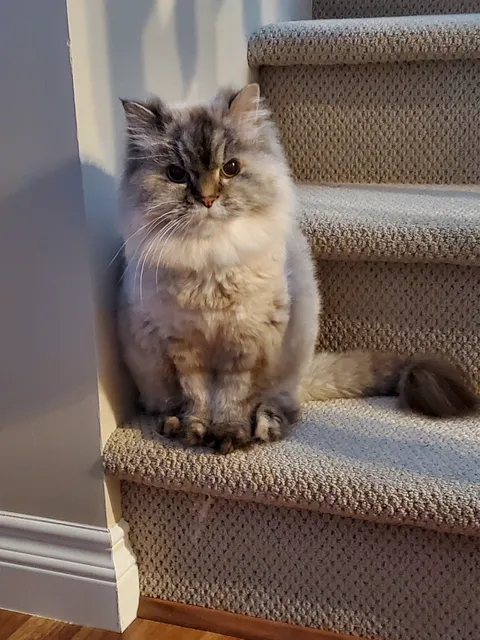 My 16 year old cat Whiskey 