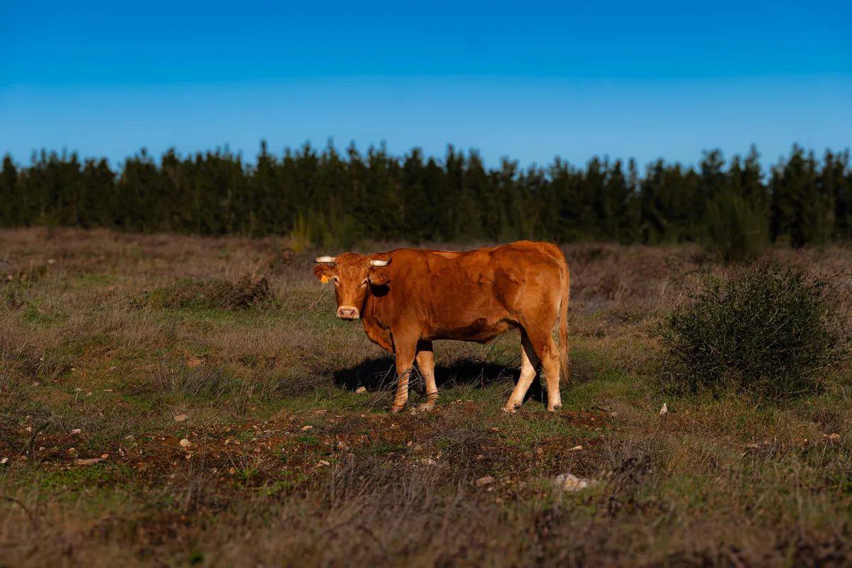 Algunos días en galicia. Non creo que haxa unha comunidade máis fermosa na terra.