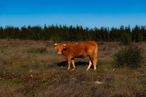 Algunos días en galicia. Non creo que haxa unha comunidade máis fermosa na terra.