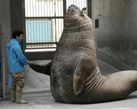 Some people don’t properly appreciate the sheer size of elephant seals. This is a male that’s not even fully mature.