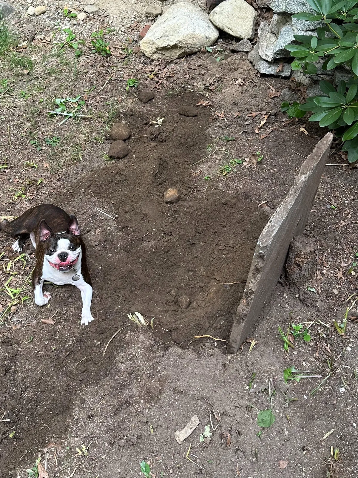 Update: Garden bed surprise