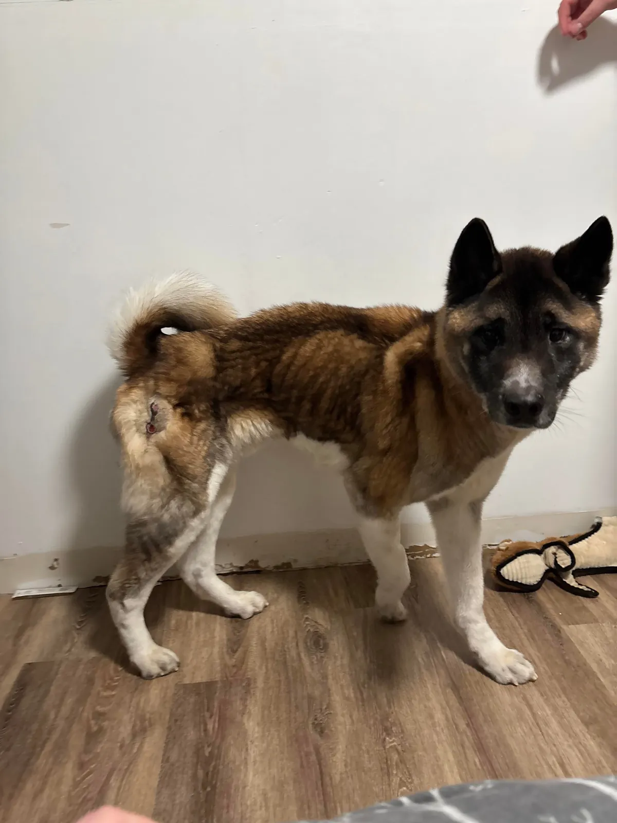 Update on my Survivor