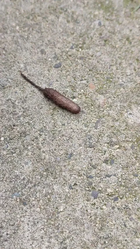 What's this horror-movie-looking critter?