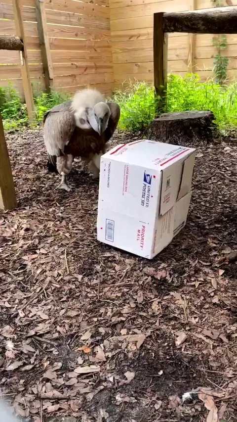 Vulture vs box