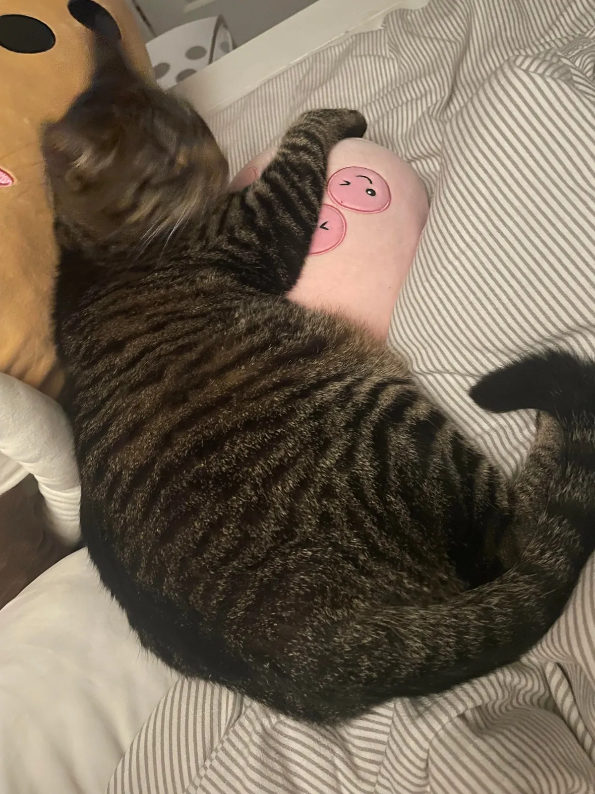 please be honest is my cat fat?