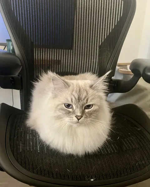 Work from home struggles: my office chair has been loafed.