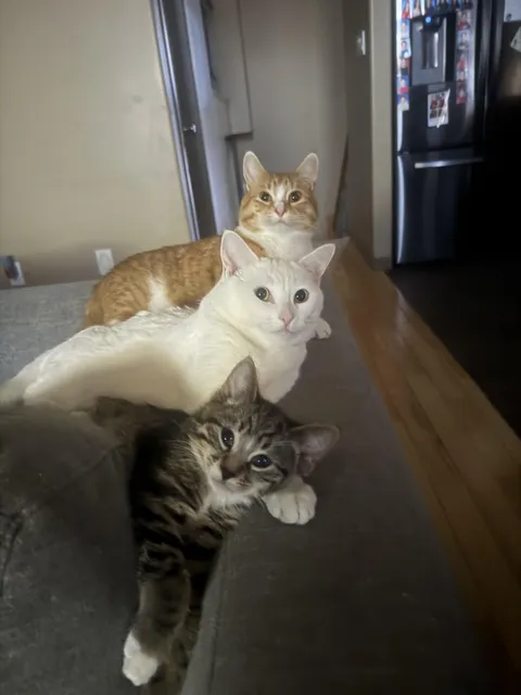 3 of my beautiful cats