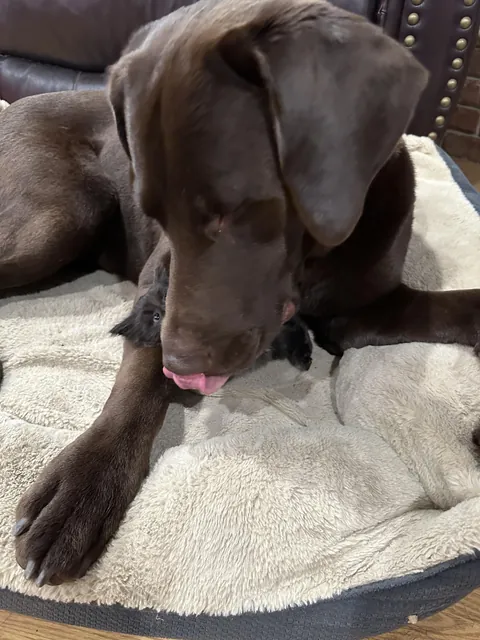 Update: The tiny fluffball I rescued won’t leave her giant best friend alone