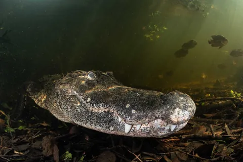 🔥14 finalists and winners of the 2025 Ocean Photographer of the Year awards