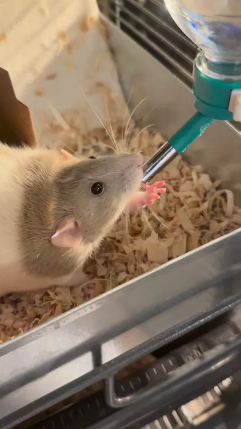 Blueberry’s water trick is ✨very fancy✨