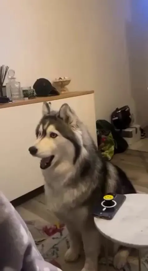 A Husky’s got something to say—always!