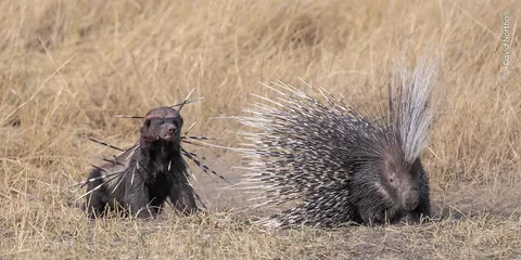 A bloodied yet determined honey badger returns to finish finish off a Cape porcupine, which earlier had tried to defend itself.