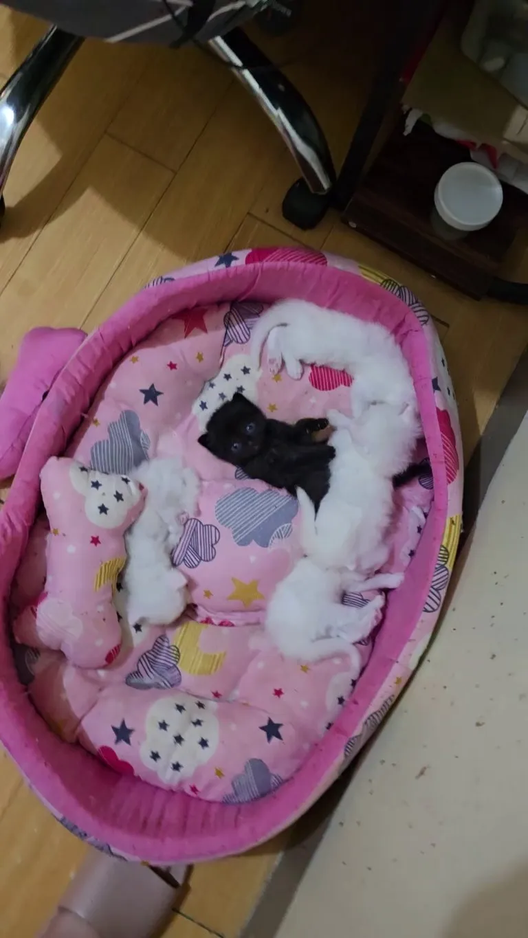 Little shadow and the snowballs