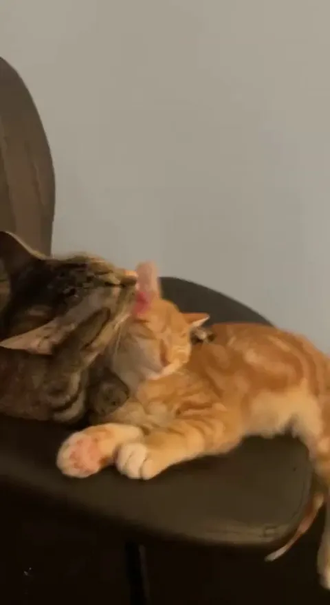 She loves her lil brother