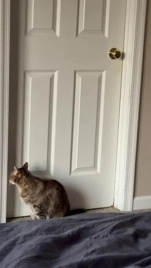 She’s learned that tearing up the door frame is a guaranteed way to get attention from us when she’s hungry.