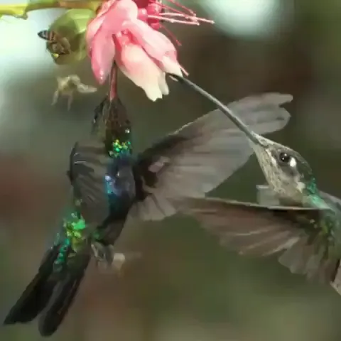 🔥 Hummingbird accidentally slaps the hell out of a bee with its wing