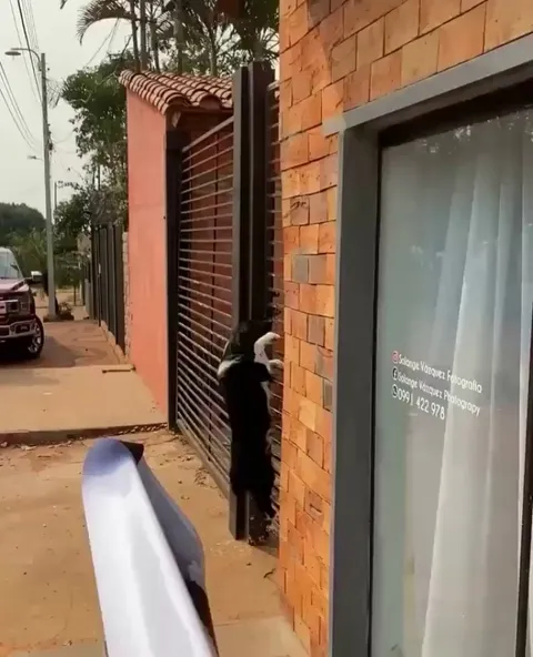 The new security measures in place won't work for this dog.