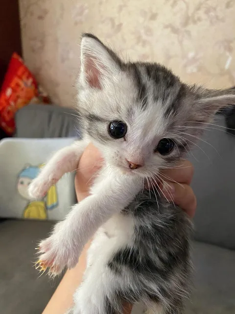 This is my kitten. Do you think it's cute?