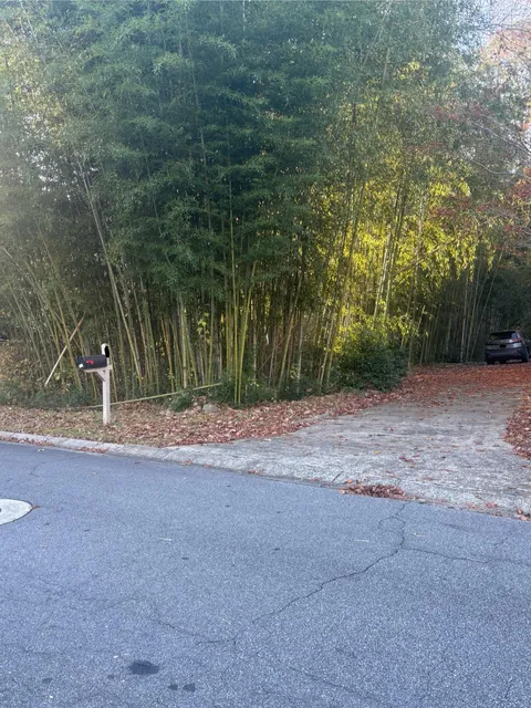 My neighbor seems to have a mini bamboo forest in their yard.