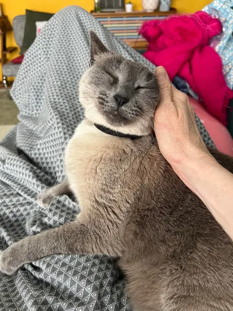 Update: I adopted Susie