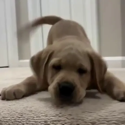 When he discovers he also has a tail