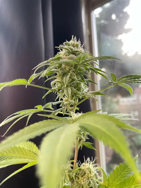 So there was a seed in my weed jar….