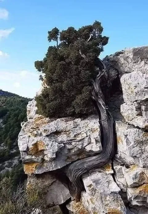 Excellent resilience