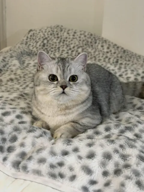 I’ve hired this cat to keep an eye on you