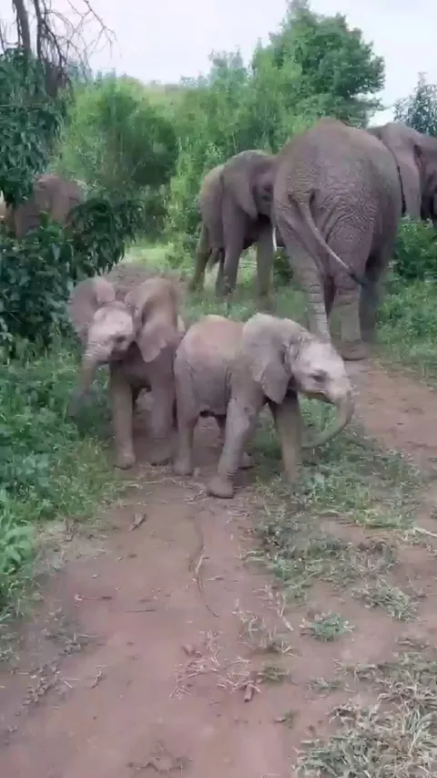 🔥 Baby elephant to its mate, "No, YOU take on these strange two-legged animals", then scampers off