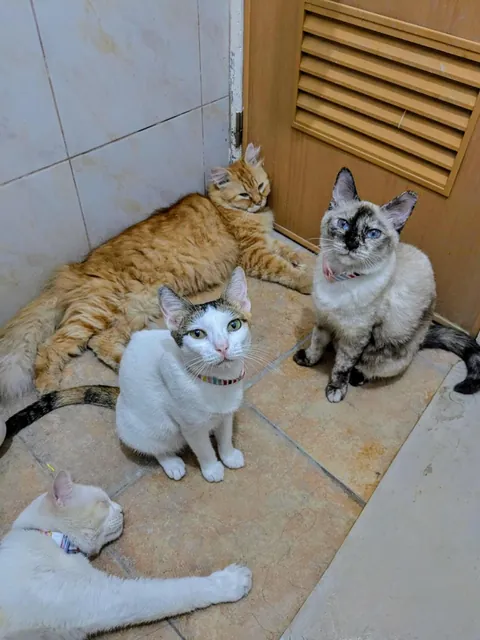 Do ALL your cats follow you to the toilet or are mine just extra clingy?