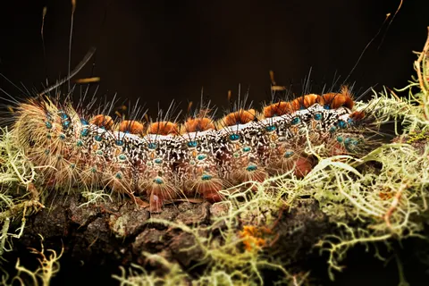 🔥 This caterpillar on my anti-farm in Australia - 3 pics