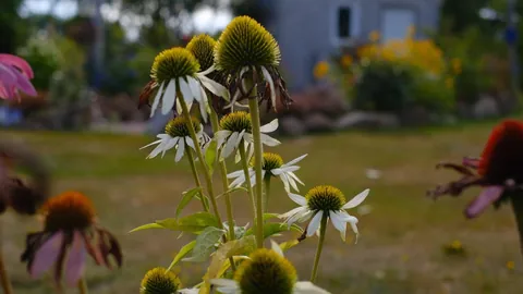 Love me a September stroll through the gardens