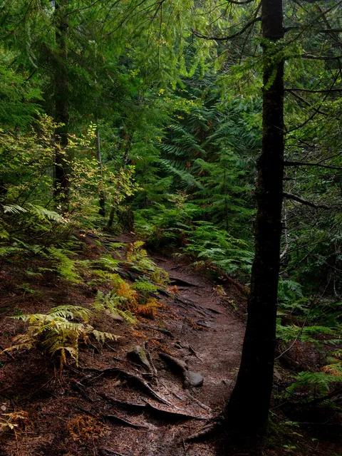 Forest floor walkways on Vancouver Island, BC, Canada [OC][3406x4541]