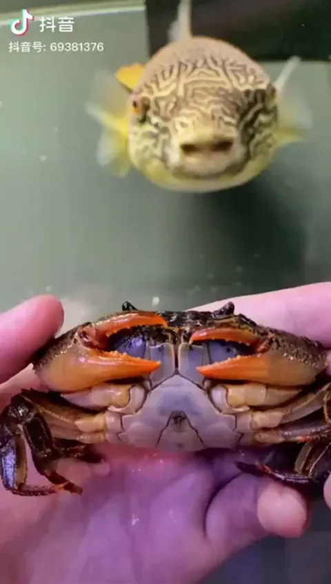 This fish is deceptive in appearance, but it is very fierce...!!