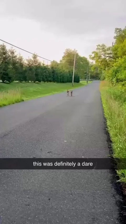 I touched it! I touched it! 🦌