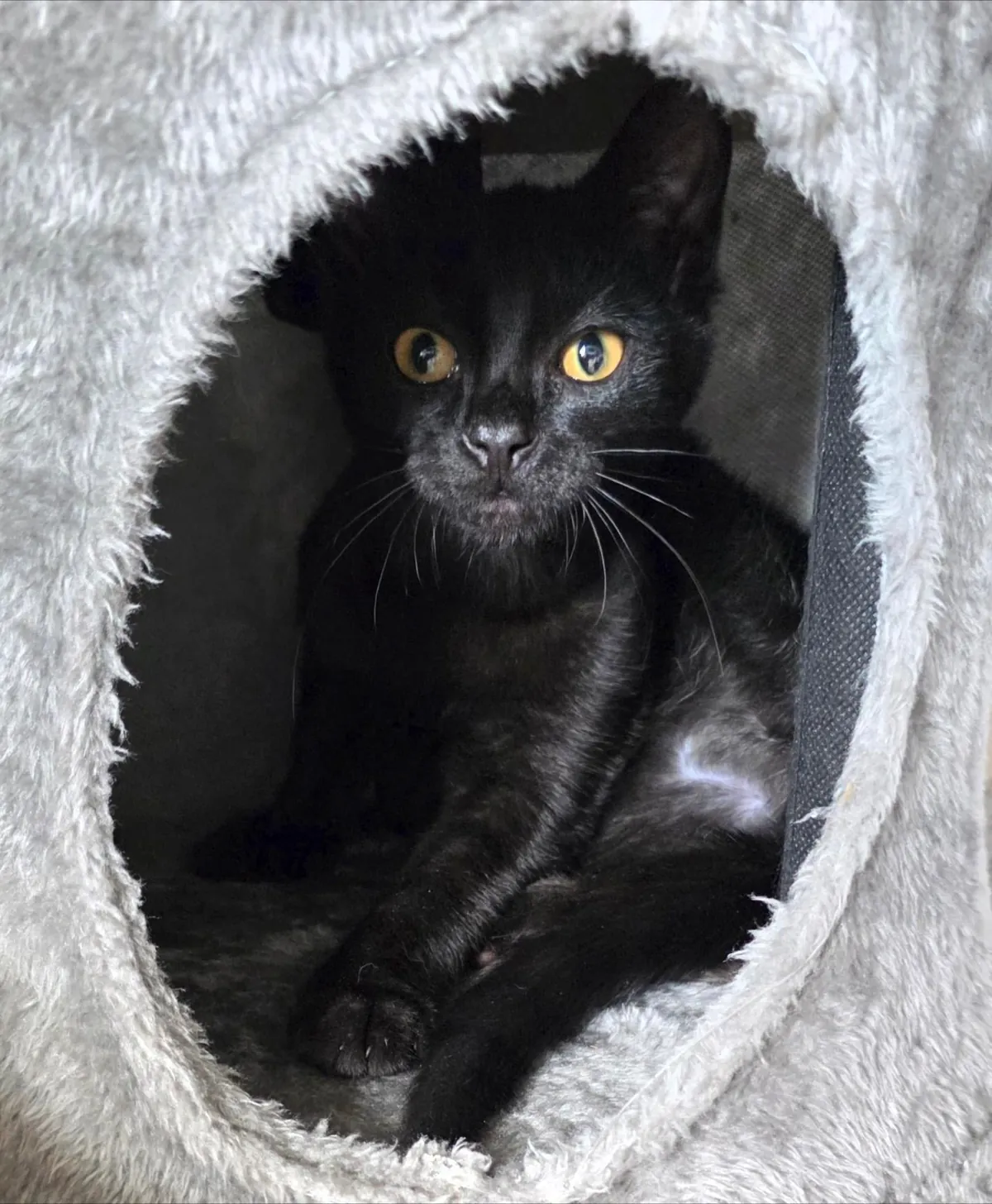 This is Oswald, my first void 🖤 I adore him and just wanted to share him with y'all