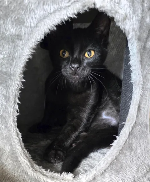 This is Oswald, my first void 🖤 I adore him and just wanted to share him with y'all