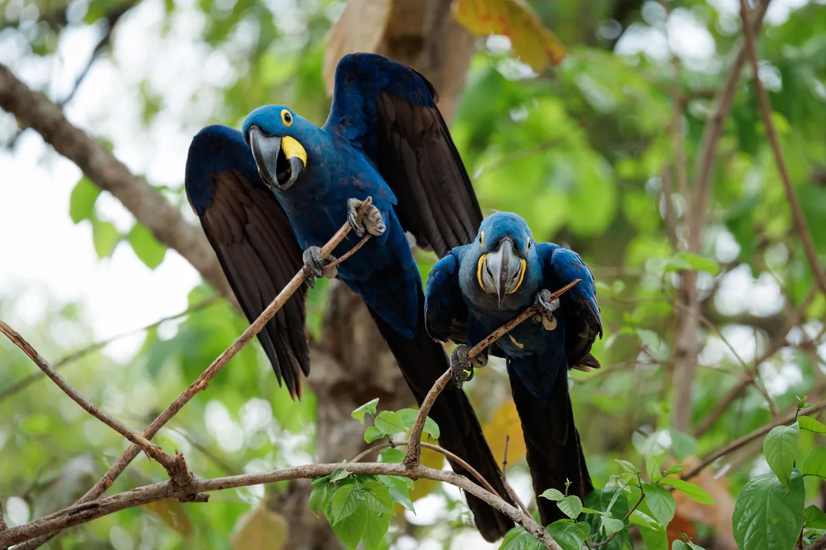 Self Drive Trip along the Transpantaniera Highway in the Brazilian Pantanal