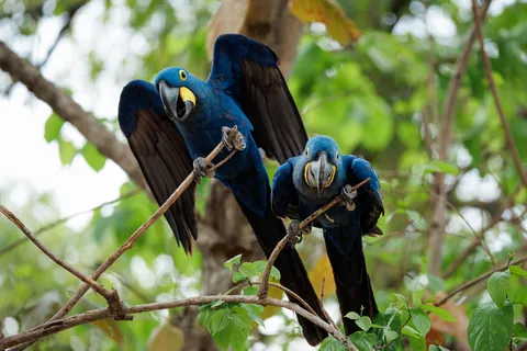 Self Drive Trip along the Transpantaniera Highway in the Brazilian Pantanal