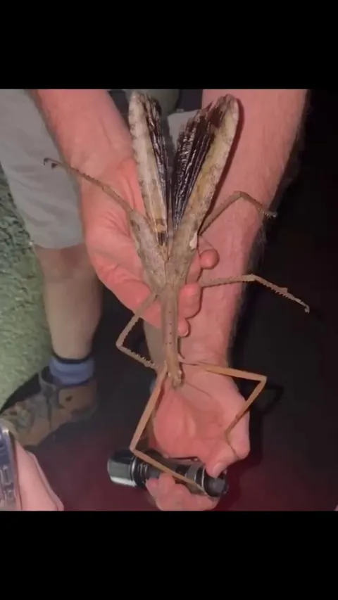 Why does Australia keep spawning new creatures!