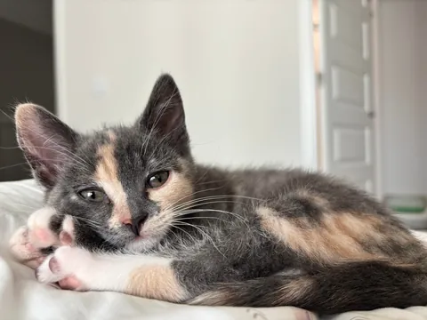 Meet Cheese, I just love her little face.