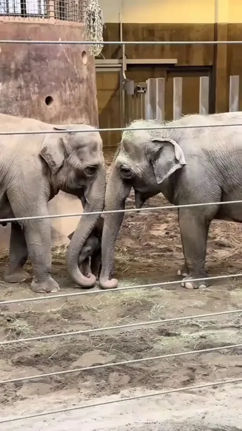 Tula Tu with her mom And her aunt. Oregon zoo