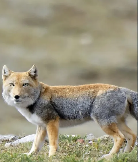 🔥 Square-Faced Tibetan Fox 🔥