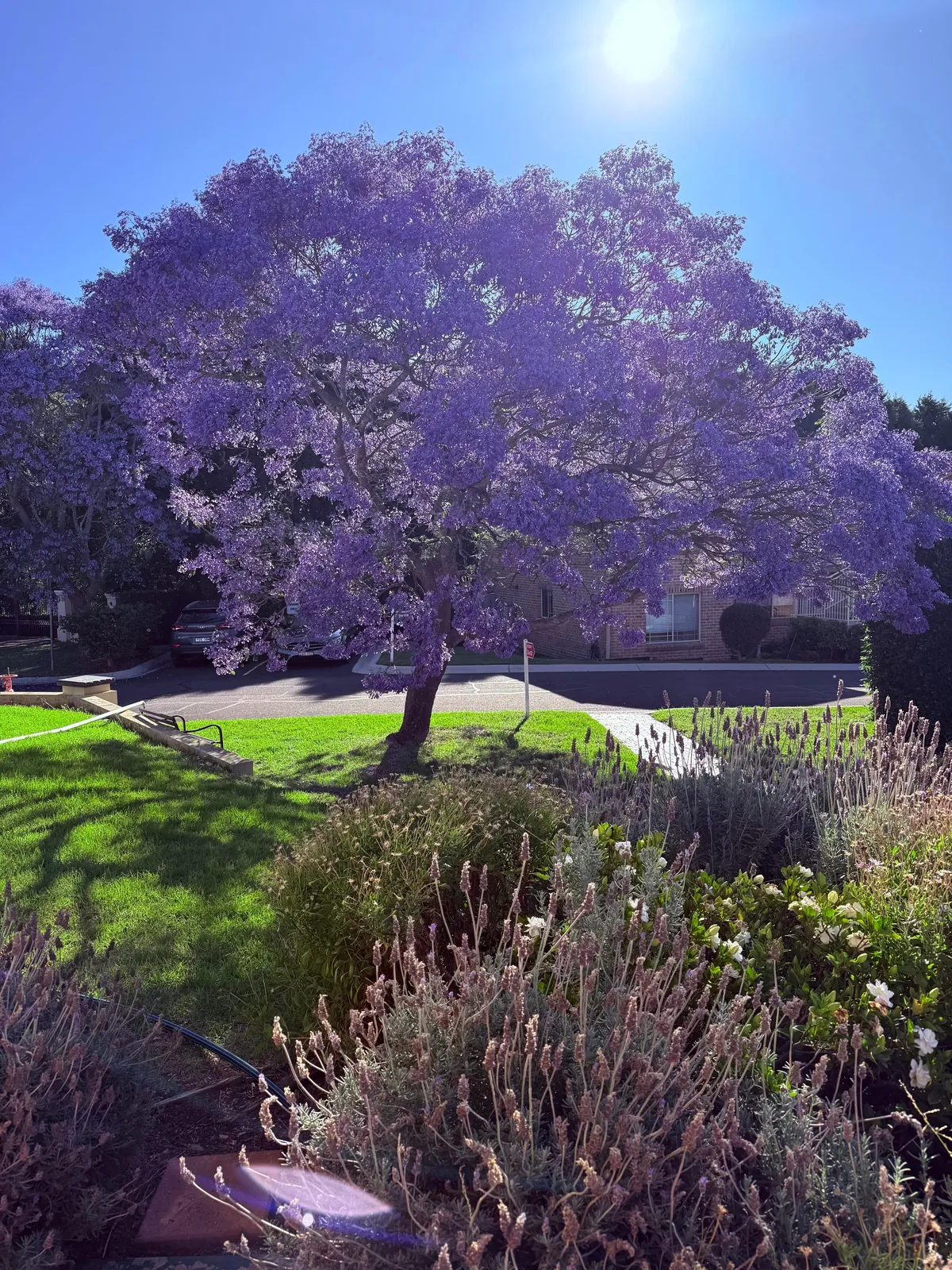Jacaranda 💜 season 💜