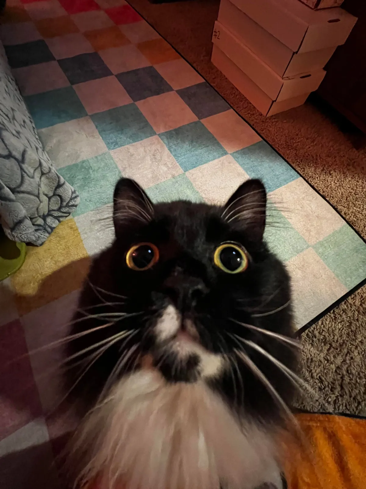 Show me the funniest pictures of your cats