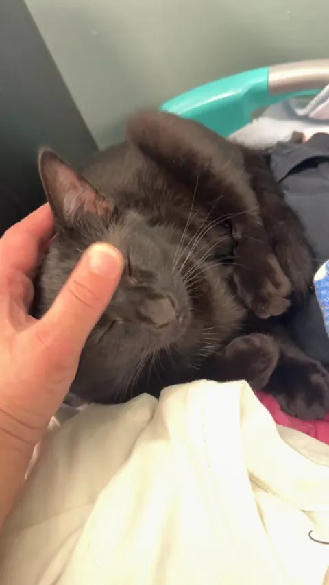 Life is too short to not pet the sleeping cat, every single time.