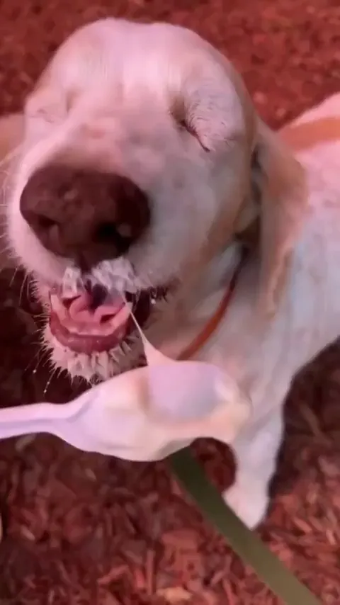 My first ever dog ❤️ was blind and had no idea what was going on in the end but always sweet n loving